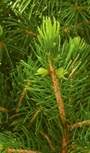 Aberta White Spruce Needle Colour